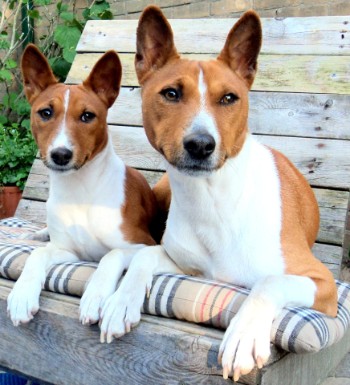Basenji Kennel Star of Africa Basenji Kennel Star of Africa