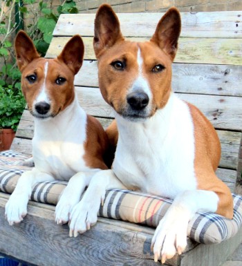 Basenji Kennel Star of Africa