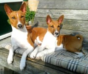 Basenji Chiraa Star of Africa en Ashanti Star of Africa