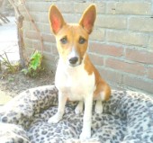 Basenji pup Chiraa Star of Africa Basenji pup Chiraa Star of Africa