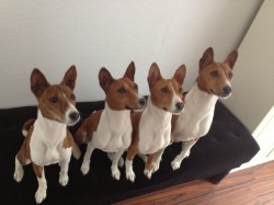 4 Basenji's op een rij