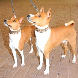 Basenji Ashanti en Chandu