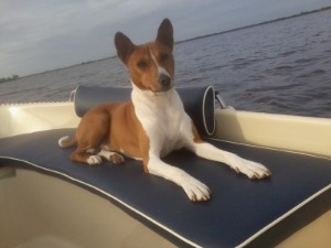 Basenji Chandu vaart