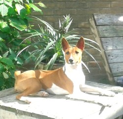 Basenji Chiraa Star of Africa