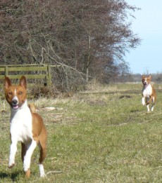 Basenji Bia en Chandu on the run