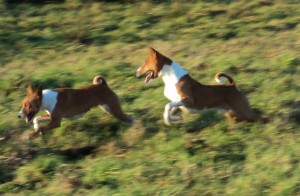 Basenji Bia en Chandu on the run