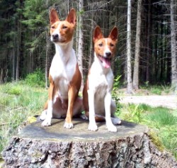 Basenji Chandu en Ashanti