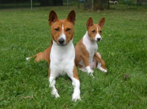 Basenji Bia en Chandu