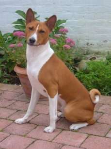 Basenji Napsugar Africa Chandu 