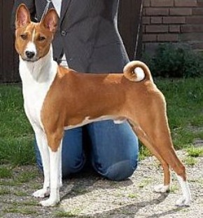 Basenji Napsugar Africa Chandu