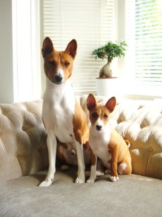 Basenji Bia en Chandu