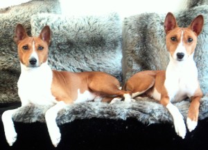 Basenji Bia en Chandu