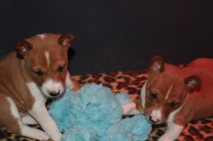 Basenji Pups Star of Africa B-nest