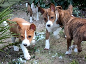 Basenji Pups Star of Africa B-nest