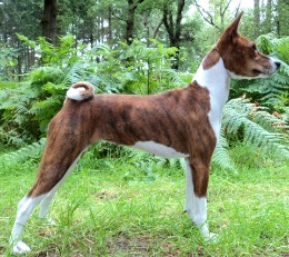 Basenji Bahira Star of Africa