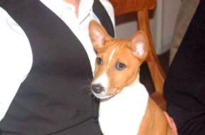 Basenji Bia